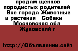 продам щенков породистых родителей - Все города Животные и растения » Собаки   . Московская обл.,Жуковский г.